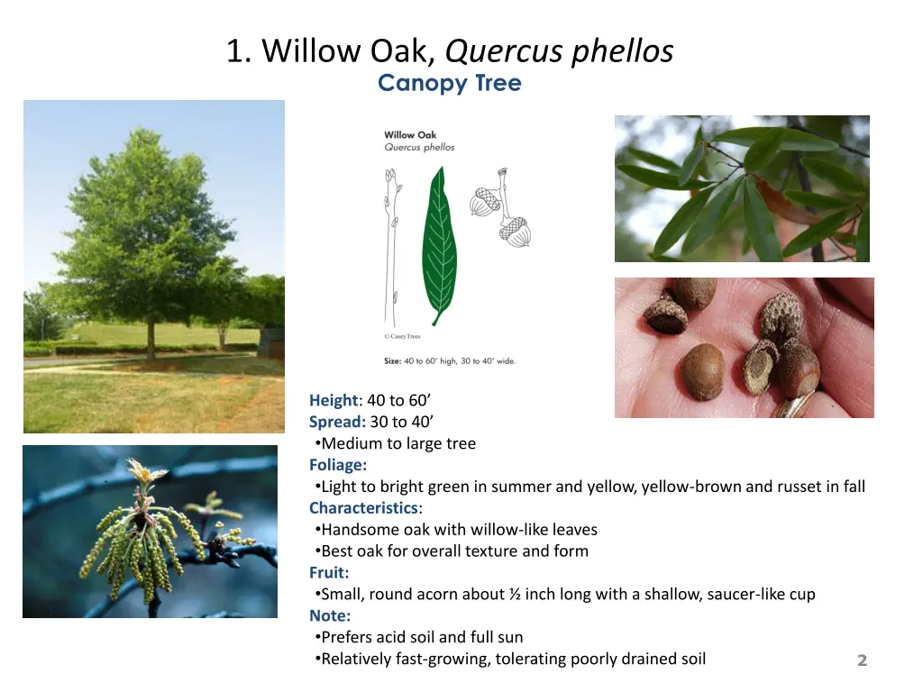 1 willow oak quercus phellos canopy tree