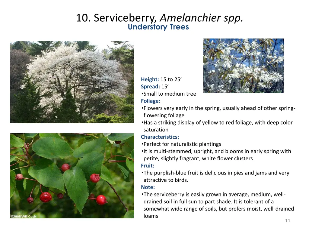 10 serviceberry amelanchier spp understory trees