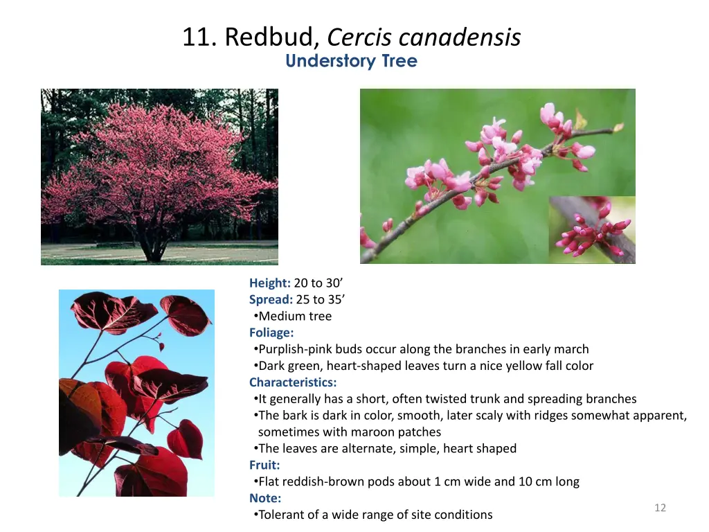 11 redbud cercis canadensis understory tree