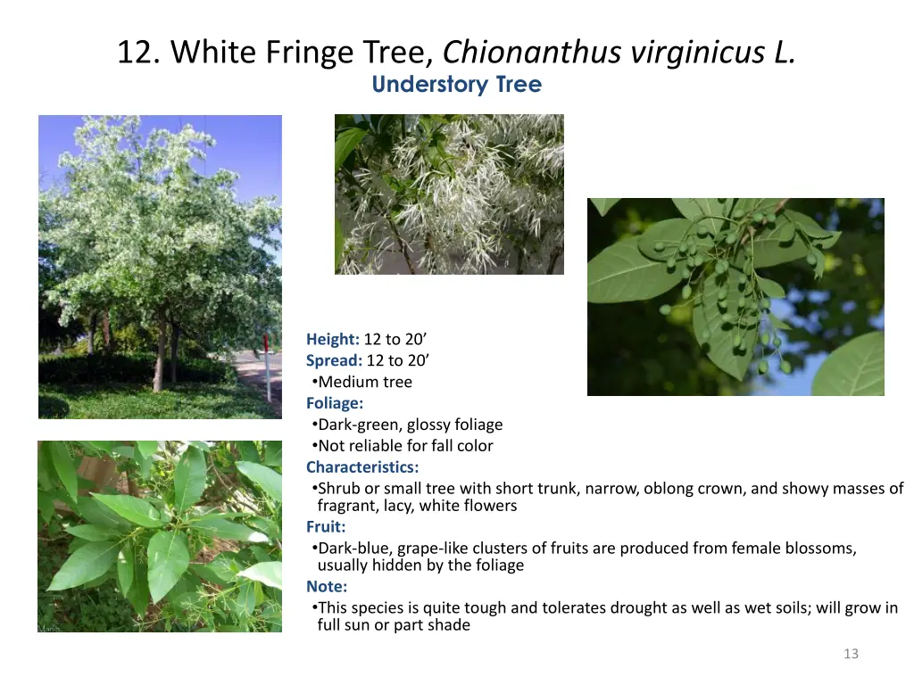 12 white fringe tree chionanthus virginicus