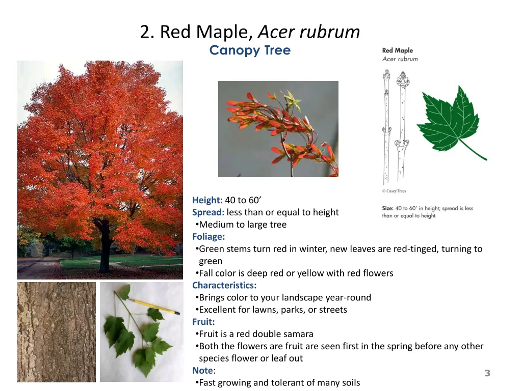 2 red maple acer rubrum canopy tree