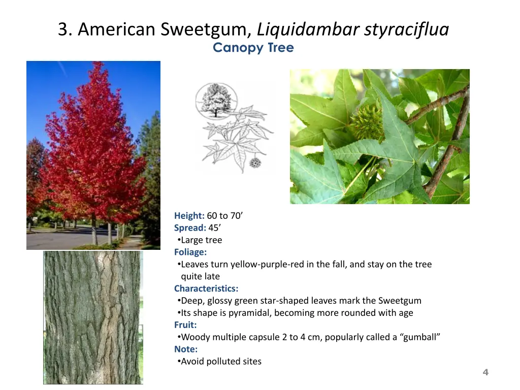 3 american sweetgum liquidambar styraciflua