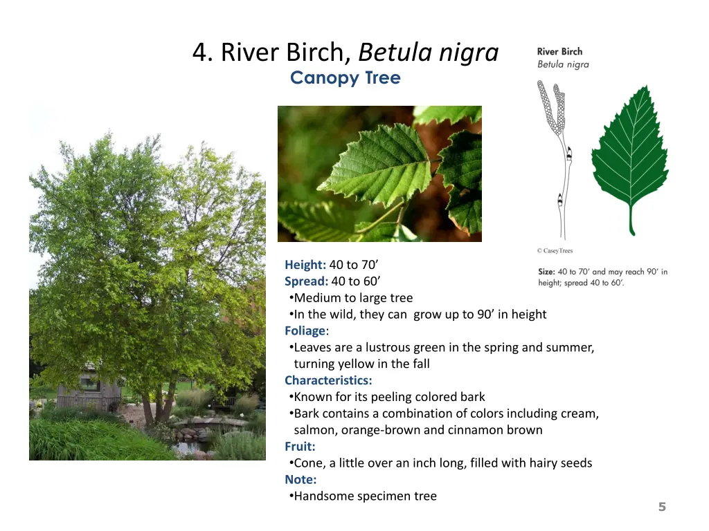 4 river birch betula nigra canopy tree