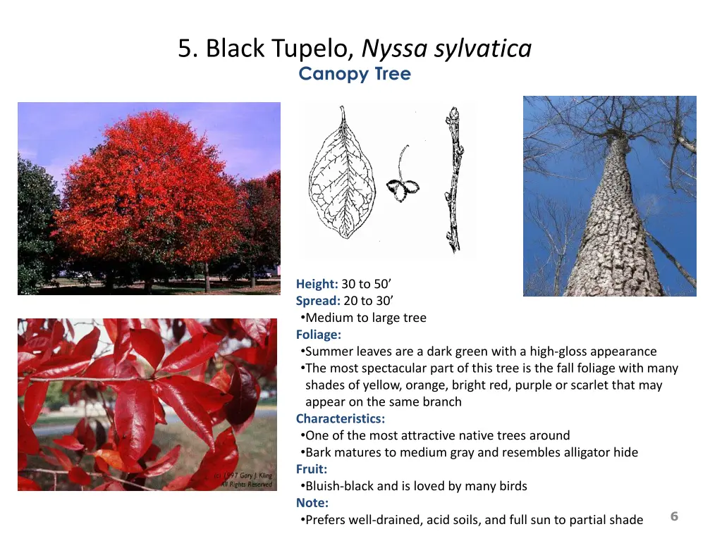 5 black tupelo nyssa sylvatica canopy tree