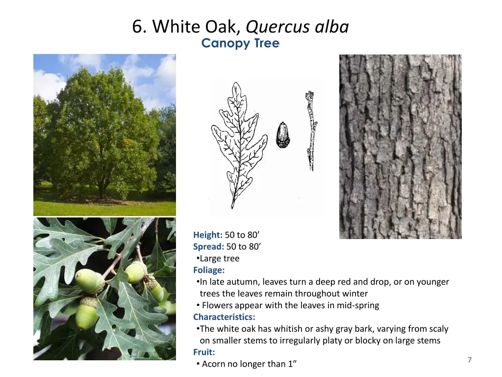 6 w hite oak quercus alba canopy tree