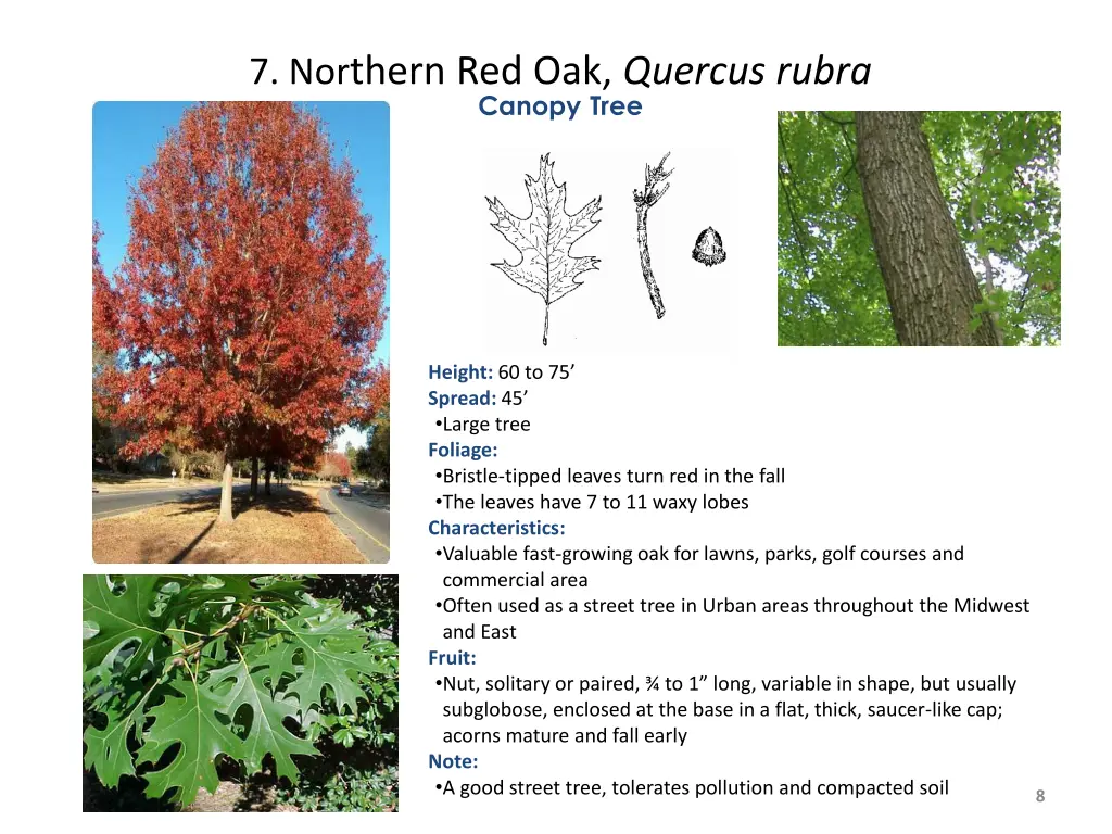 7 nor thern red oak quercus rubra canopy tree