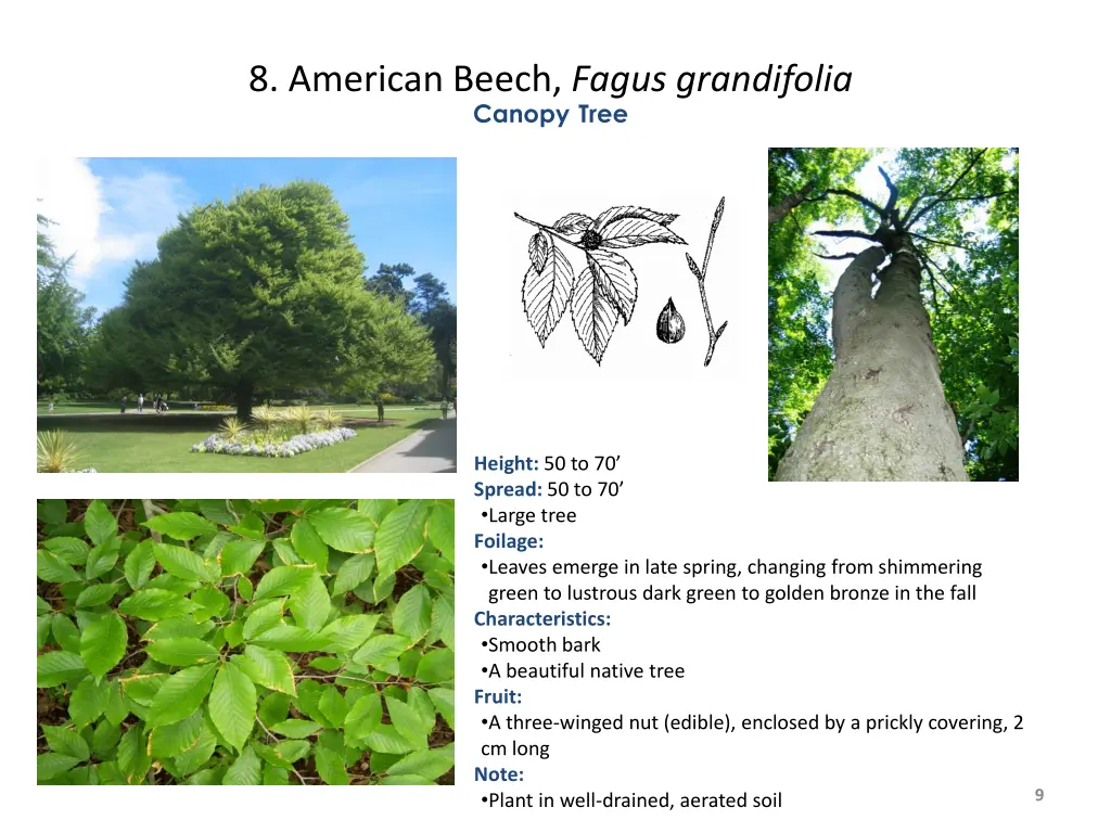 8 american beech fagus grandifolia canopy tree