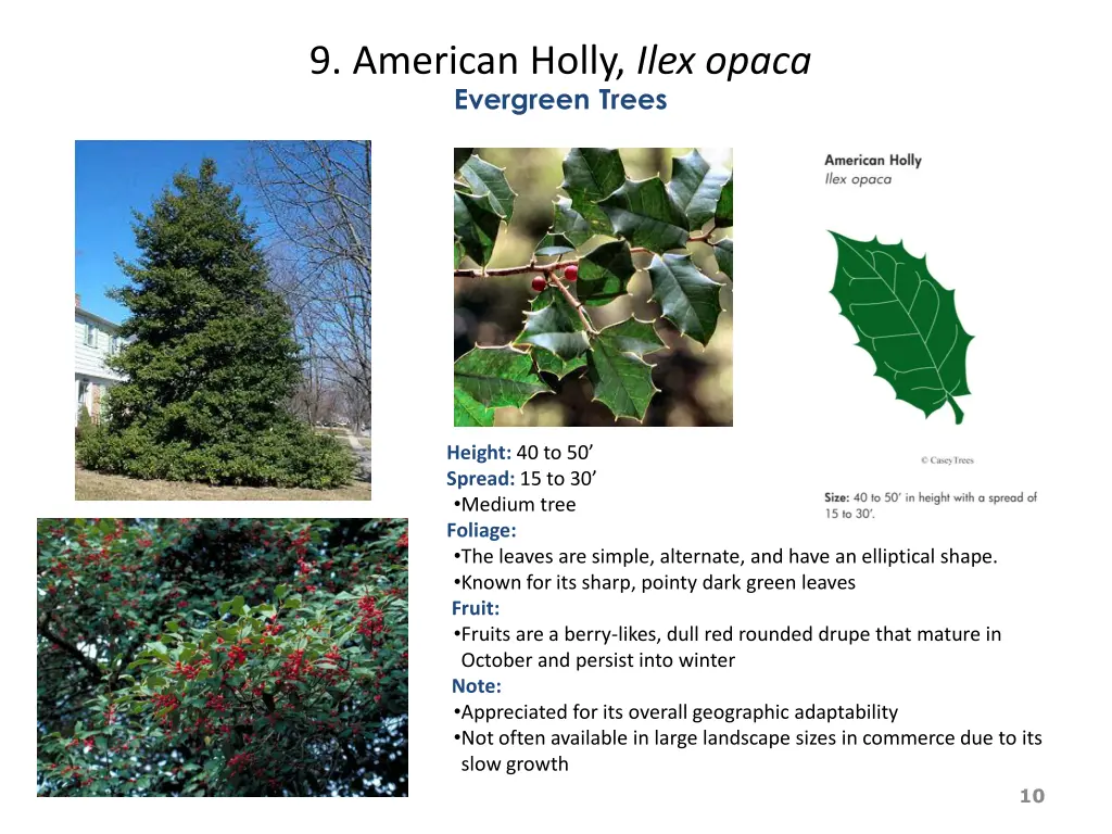 9 american holly ilex opaca evergreen trees