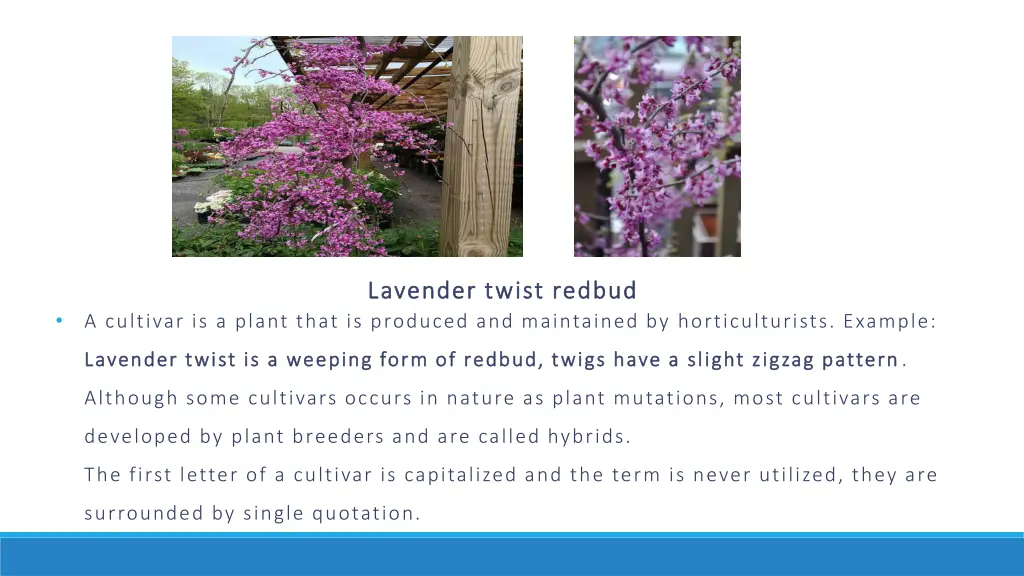 lavender twist redbud lavender twist redbud