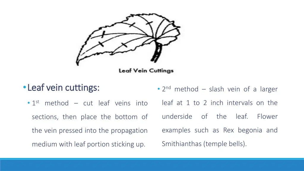 leaf leaf vein