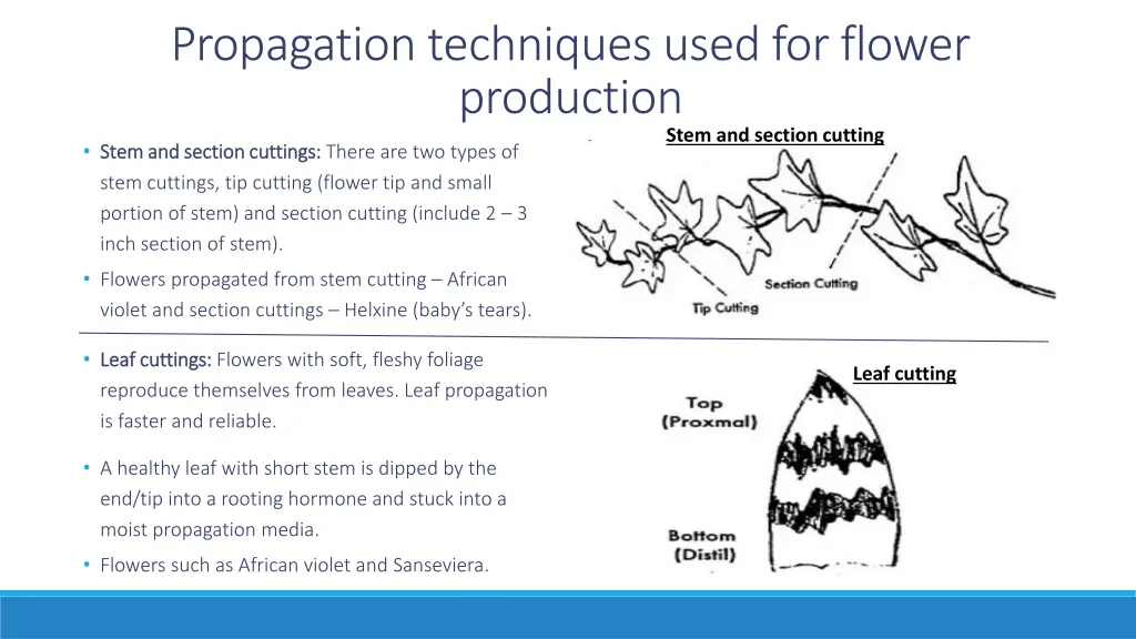 propagation techniques used for flower production