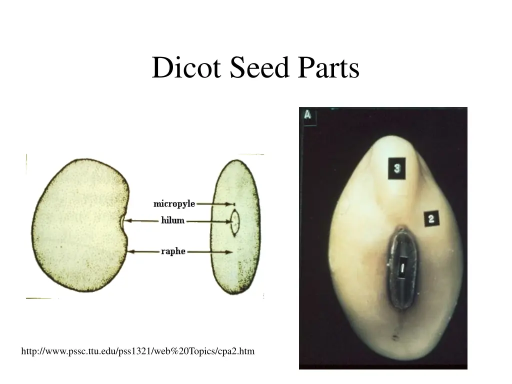 dicot seed parts