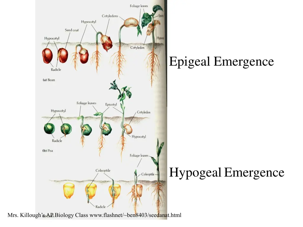 epigeal emergence 1