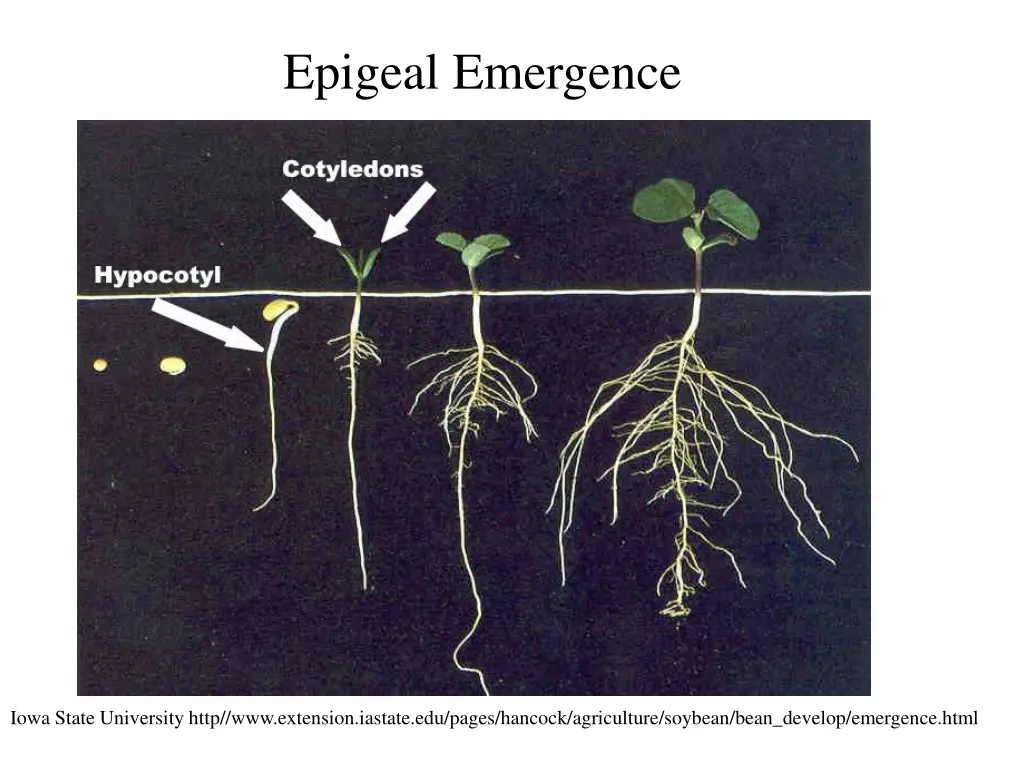 epigeal emergence