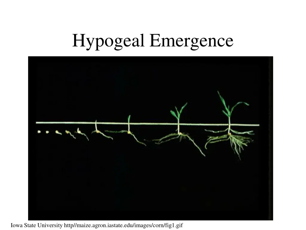 hypogeal emergence