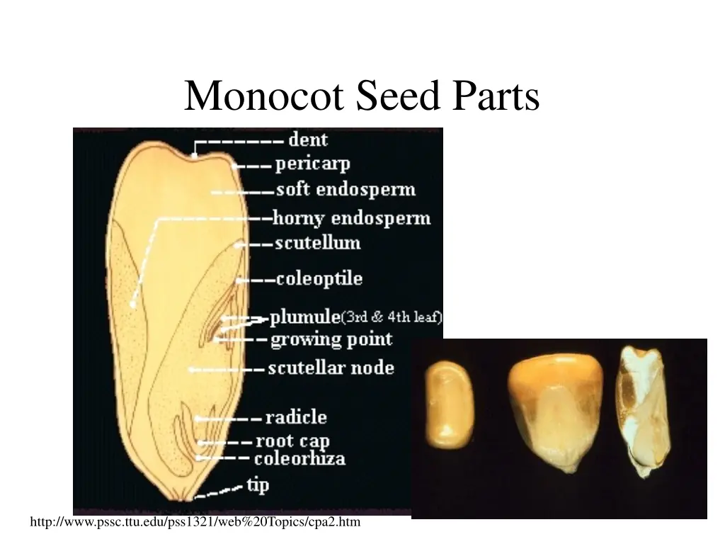 monocot seed parts