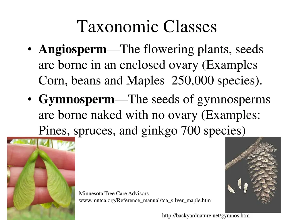 taxonomic classes angiosperm the flowering plants