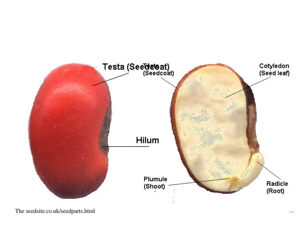 the seedsite co uk seedparts html