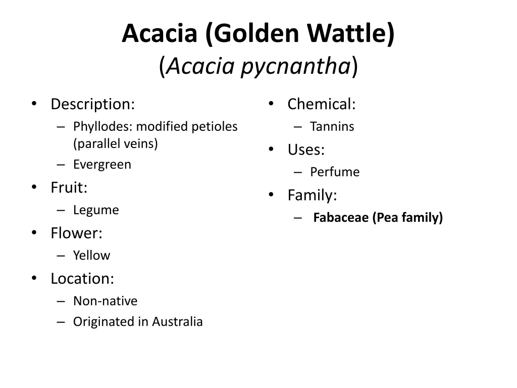 acacia golden wattle acacia pycnantha