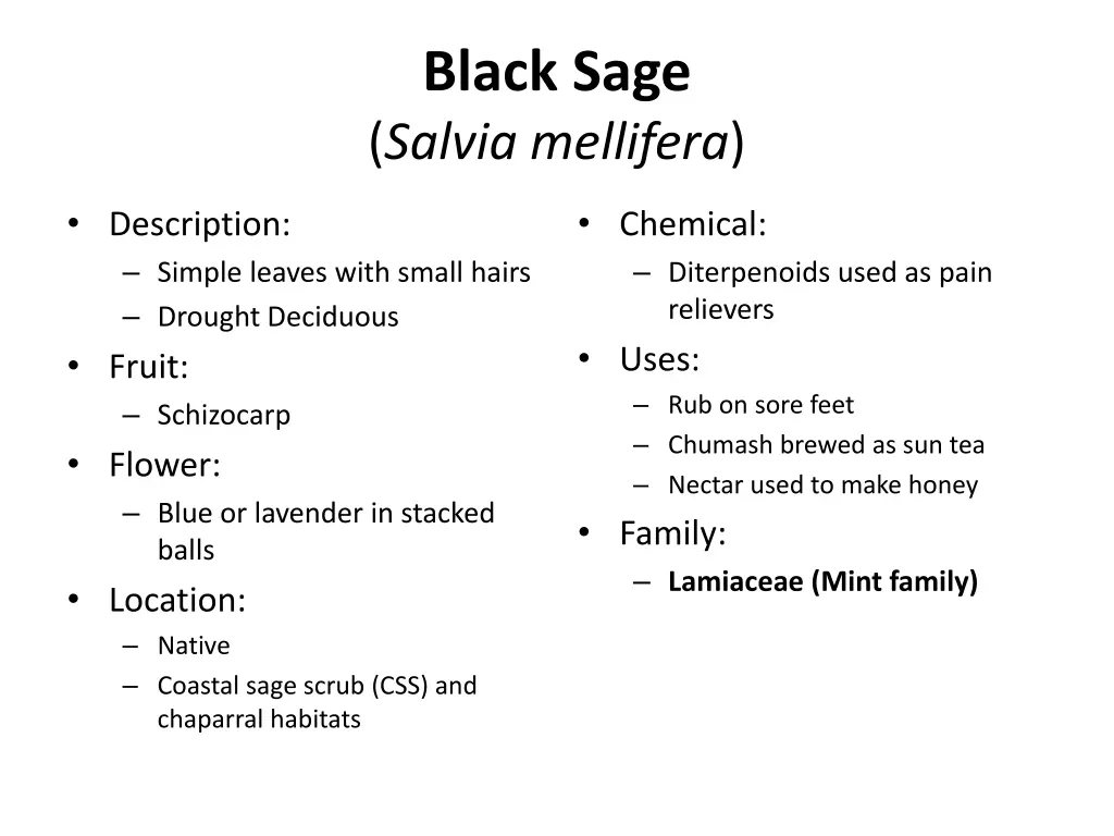 black sage salvia mellifera