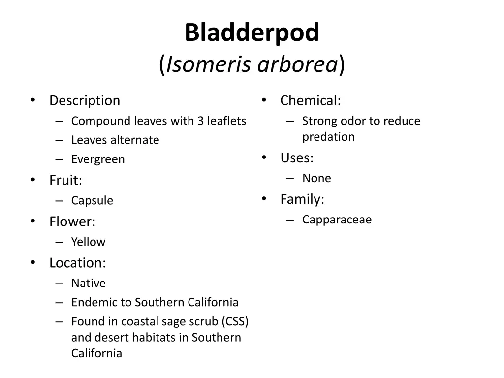 bladderpod isomeris arborea