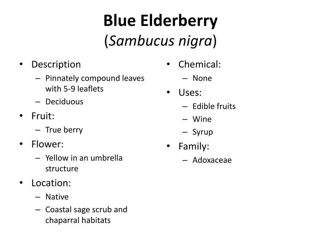 blue elderberry sambucus nigra