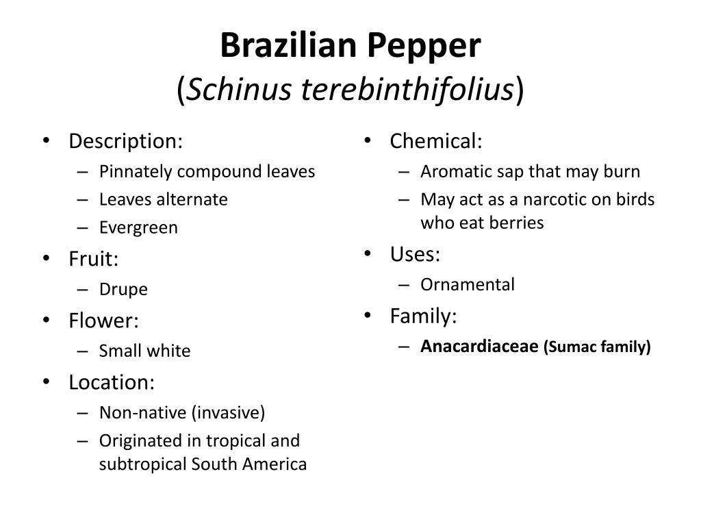 brazilian pepper schinus terebinthifolius