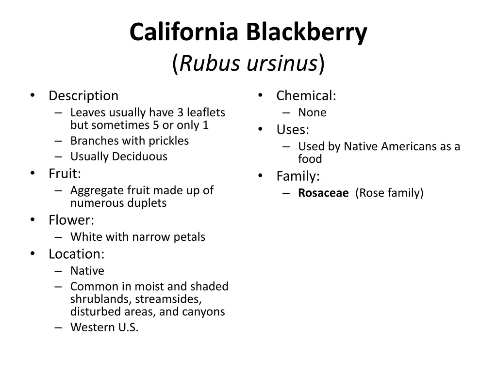 california blackberry rubus ursinus