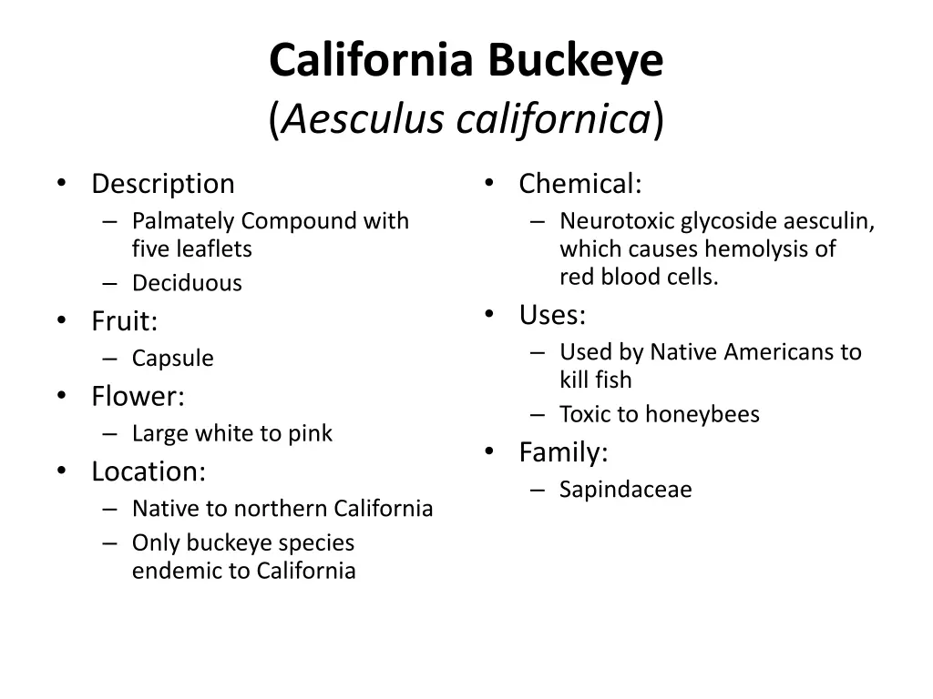 california buckeye aesculus californica