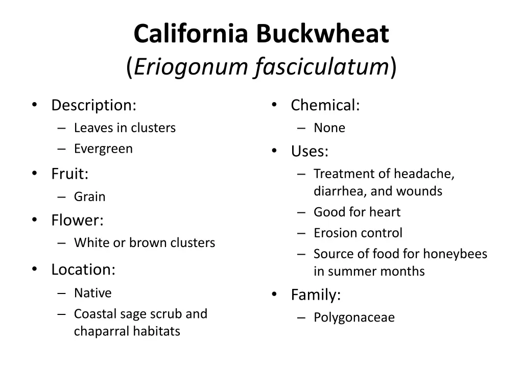 california buckwheat eriogonum fasciculatum