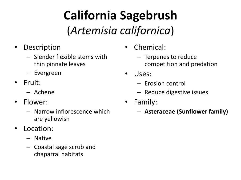 california sagebrush artemisia californica