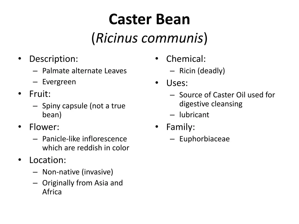 caster bean ricinus communis