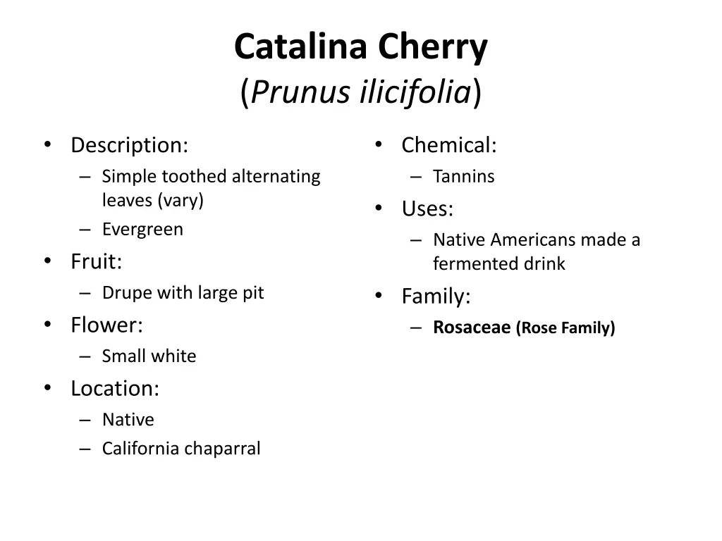 catalina cherry prunus ilicifolia