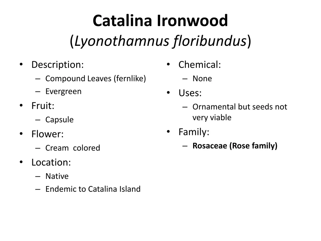 catalina ironwood lyonothamnus floribundus