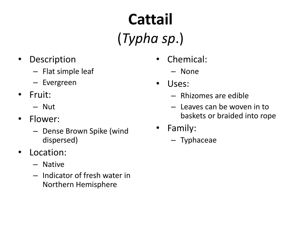 cattail typha sp