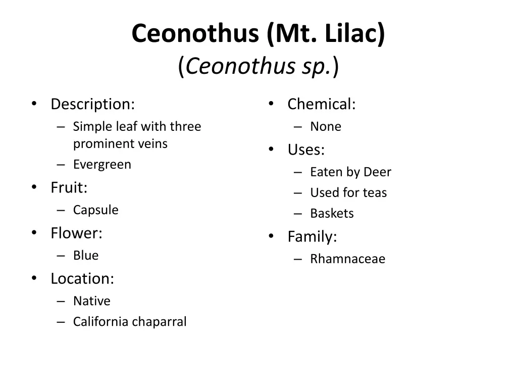 ceonothus mt lilac ceonothus sp