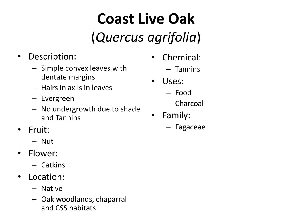 coast live oak quercus agrifolia