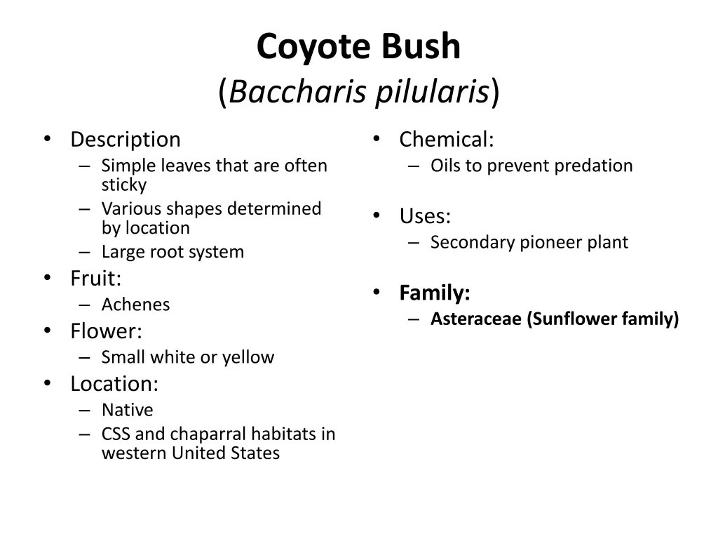 coyote bush baccharis pilularis