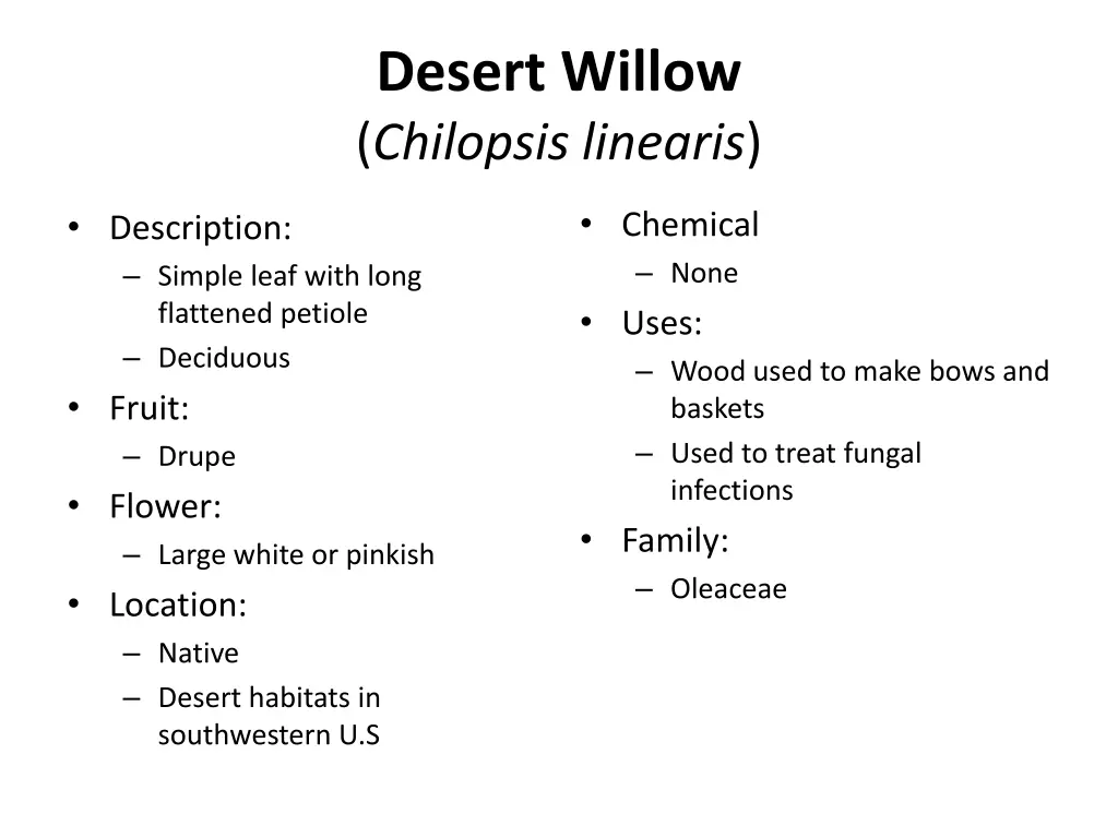 desert willow chilopsis linearis