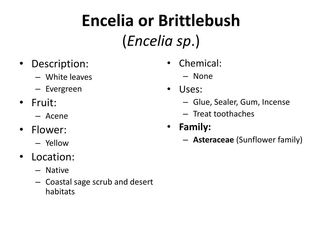 encelia or brittlebush encelia sp