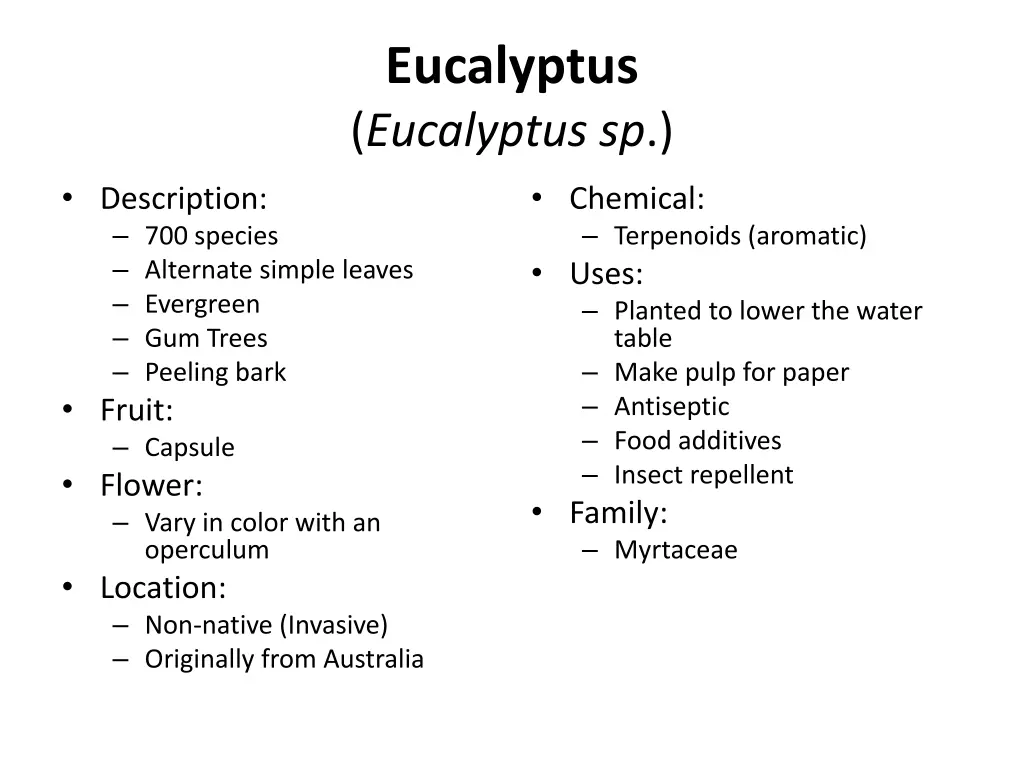 eucalyptus eucalyptus sp