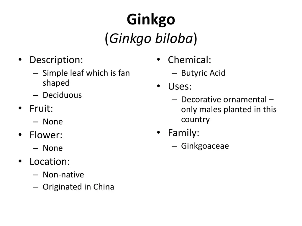 ginkgo ginkgo biloba