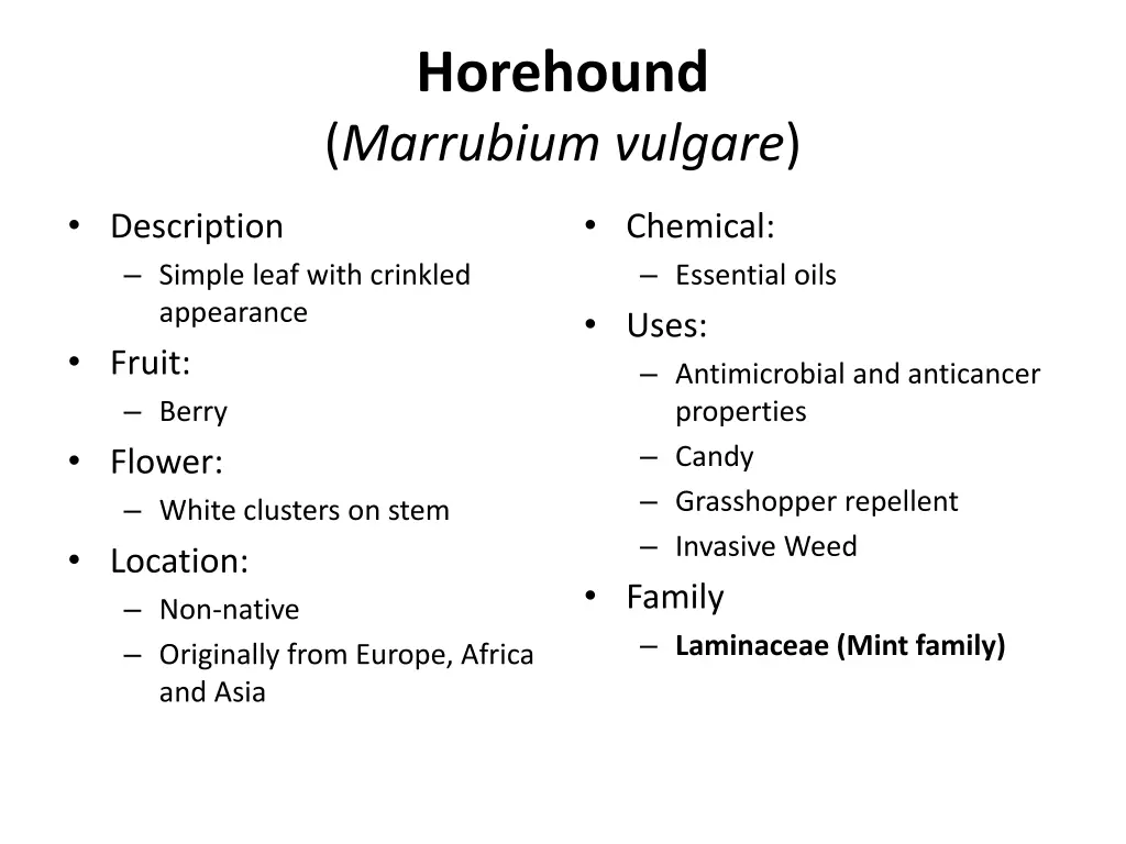 horehound marrubium vulgare