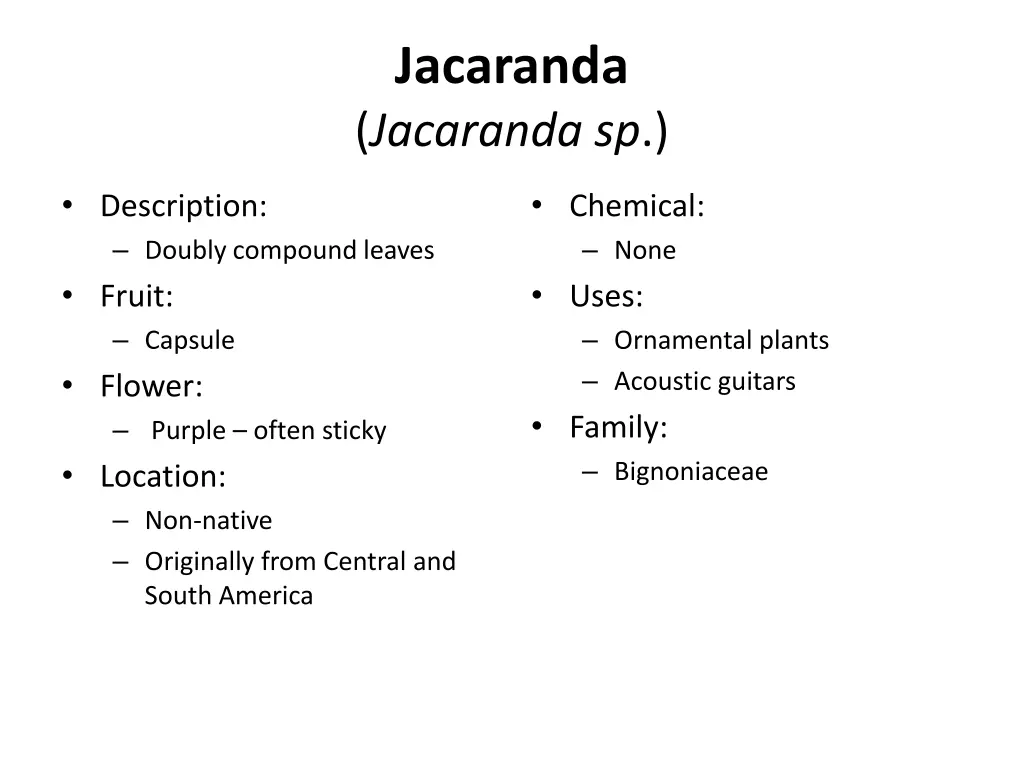 jacaranda jacaranda sp