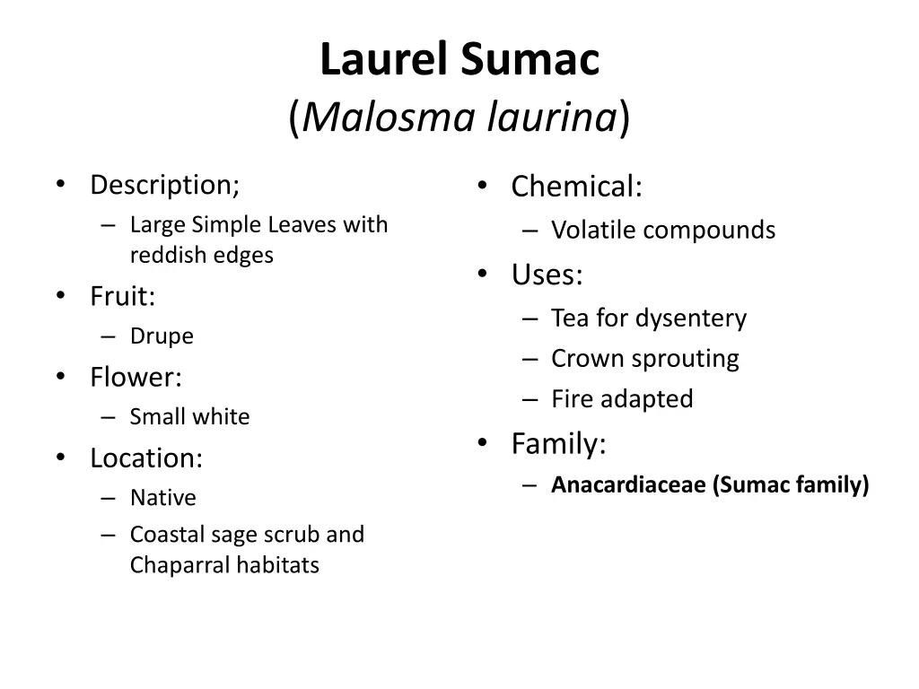 laurel sumac malosma laurina