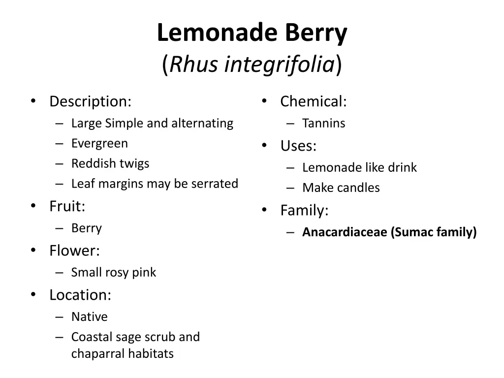 lemonade berry rhus integrifolia