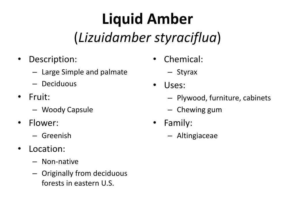 liquid amber lizuidamber styraciflua