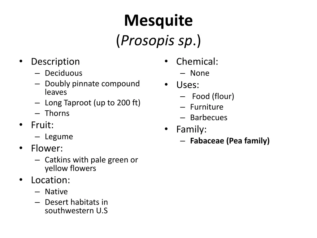 mesquite prosopis sp