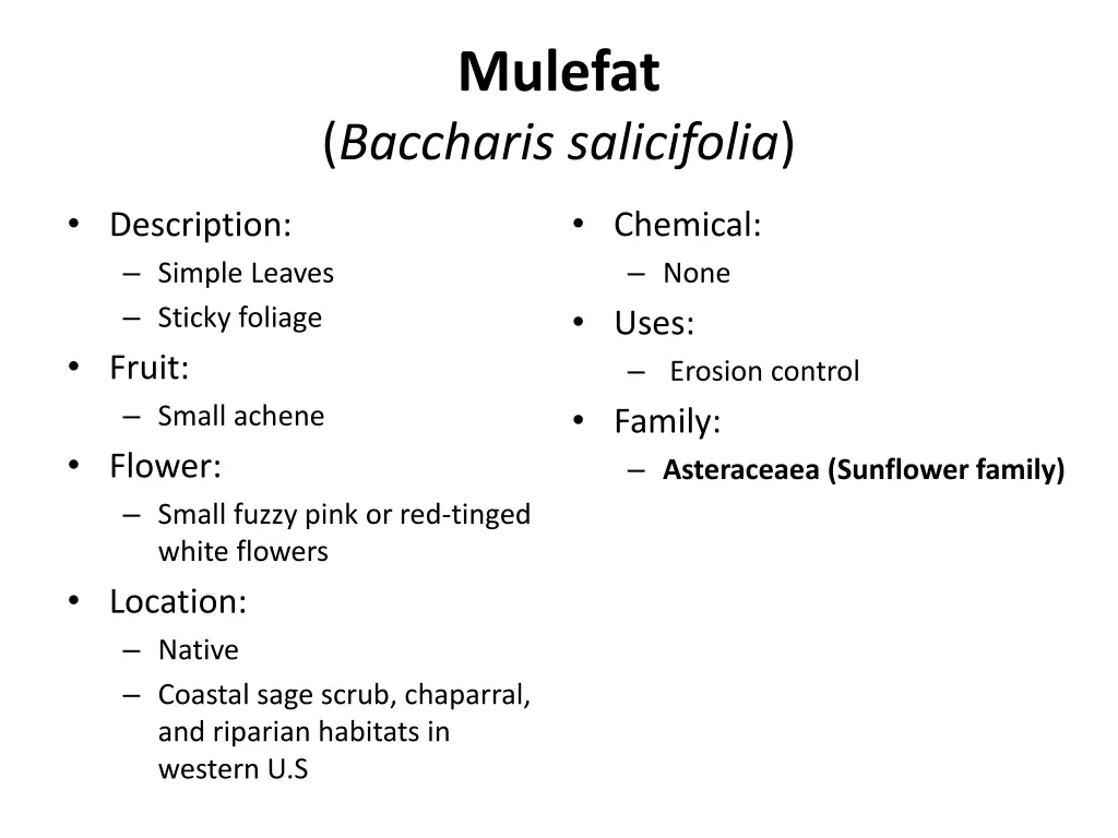 mulefat