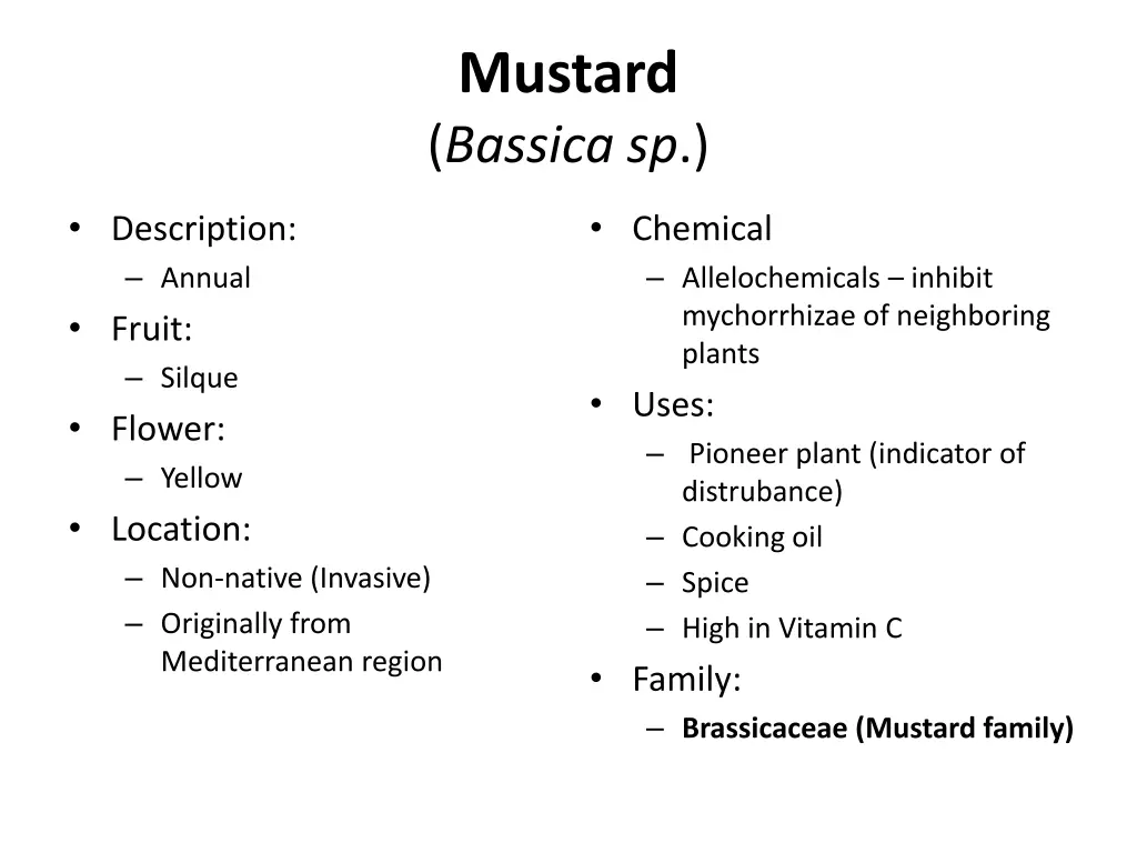 mustard bassica sp